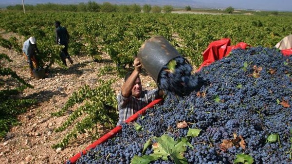 Grape harvesters